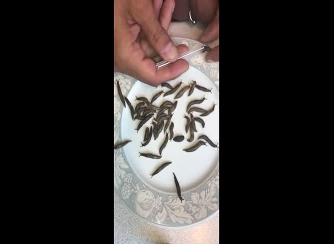 Video :Worms got injected and inserted in man's dick